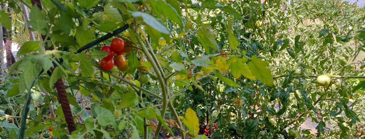 Tomatoes